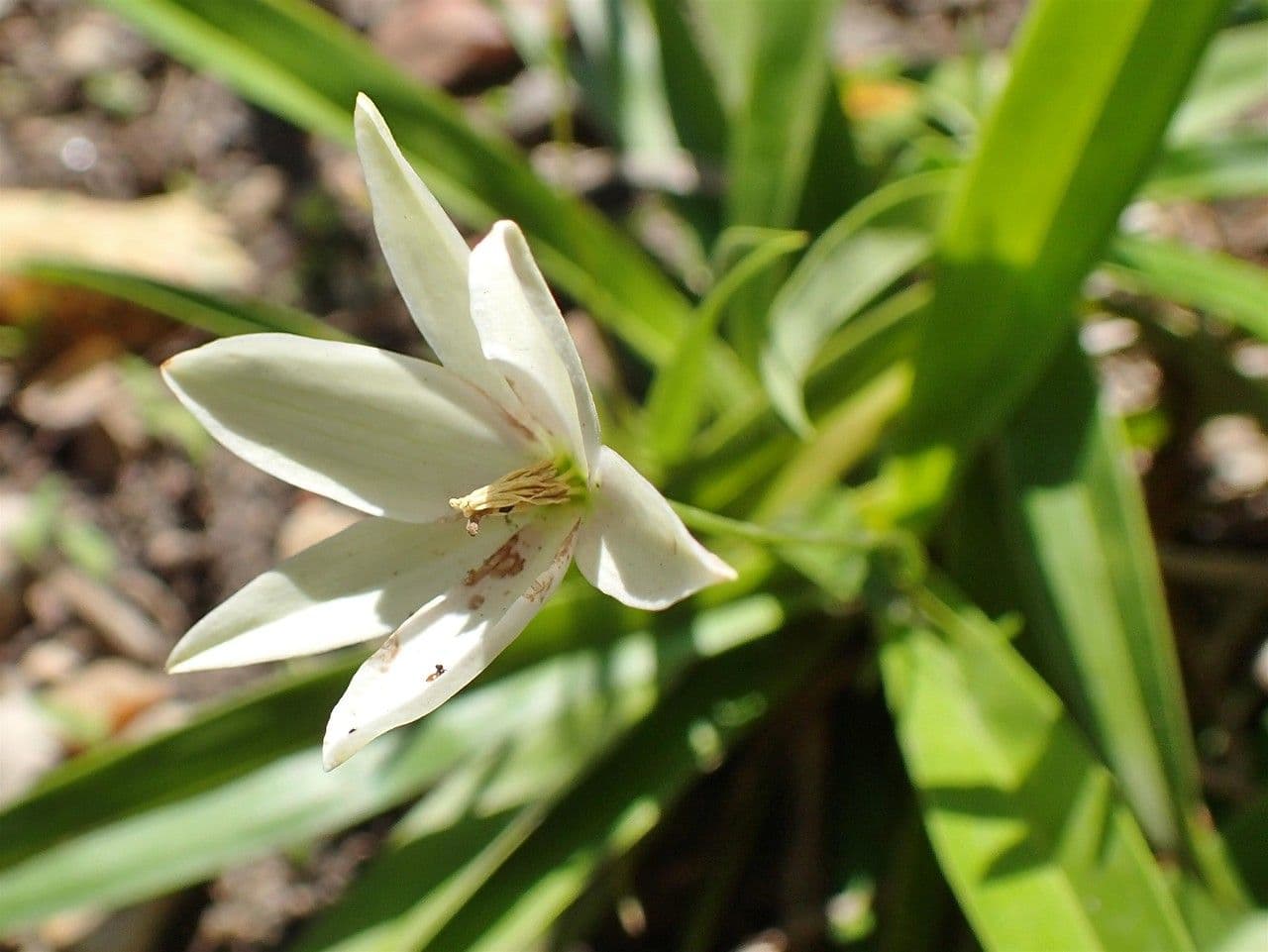 Xerophyta
