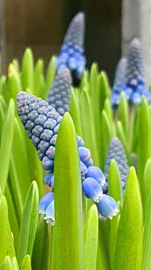 Muscari azzurro 20