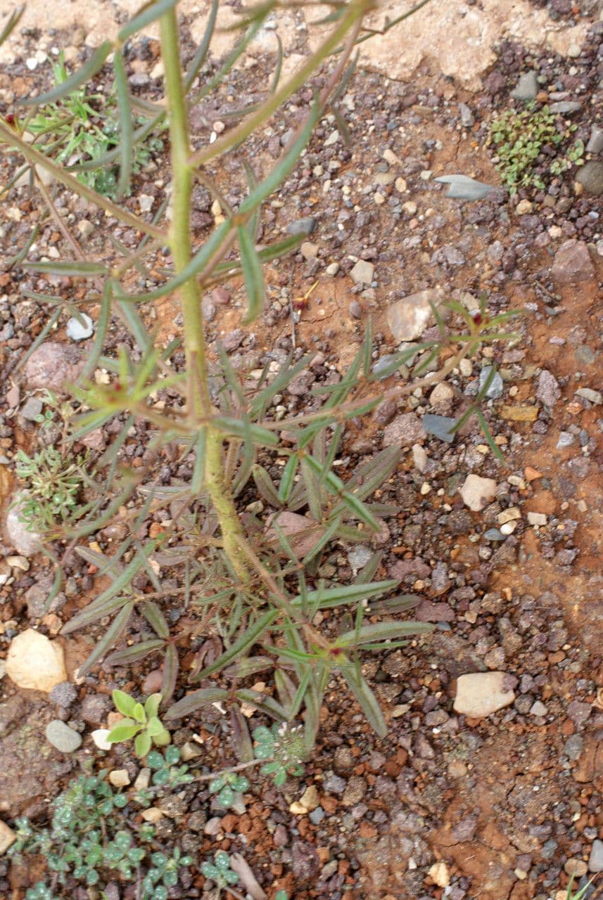 Cleome violacea 15