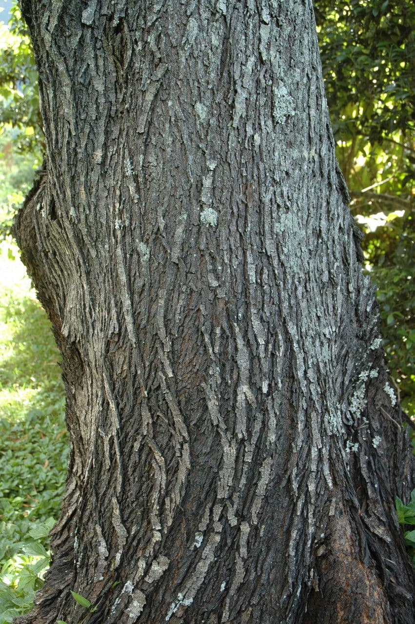 Acacia Koaoha 17