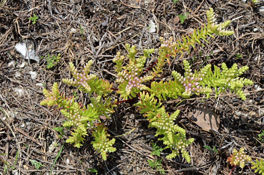 Sedum 6