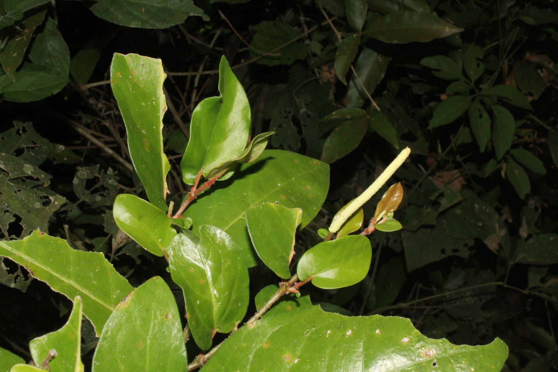 Pimienta tuberculada 6