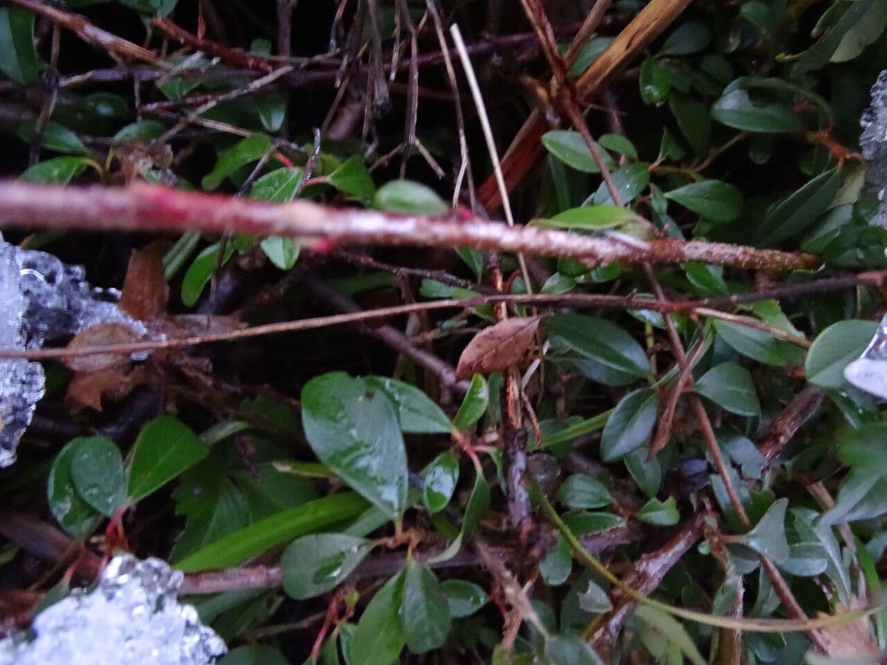 Cotoneaster de hoja entera 20