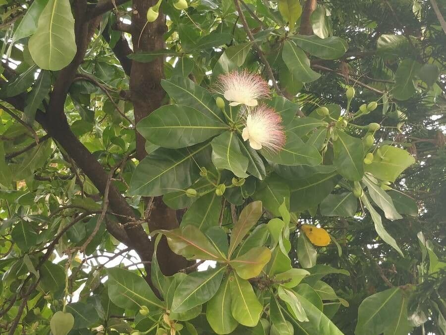 Barringtonia 12