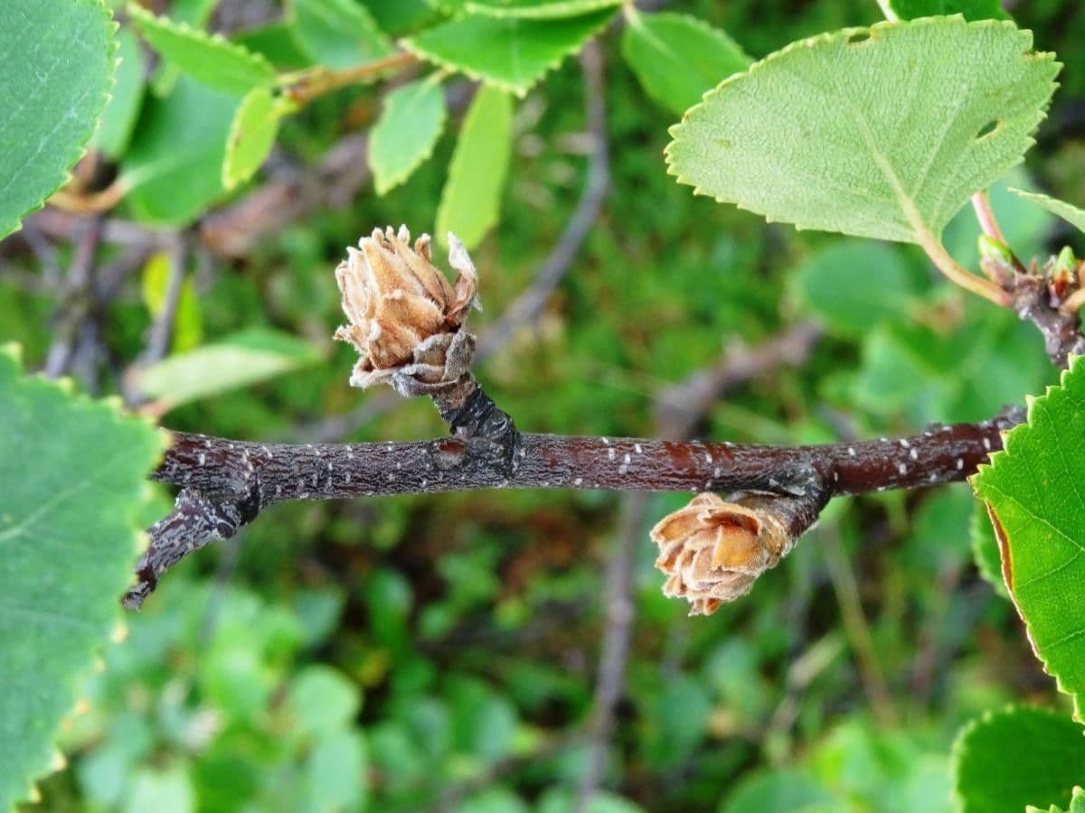 Betula humilis 3