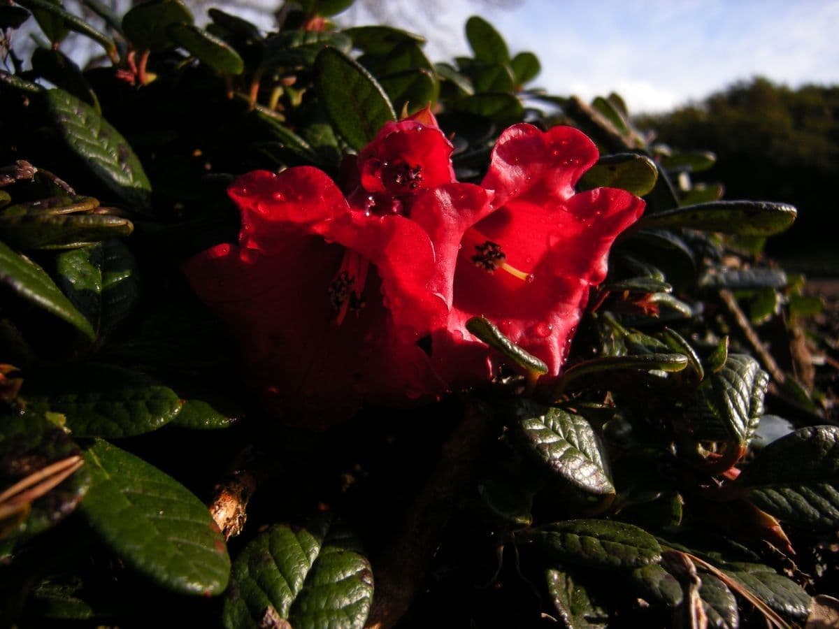 Rododendro