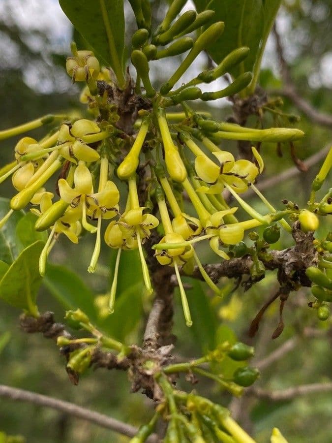Coptosperma graveolens 10