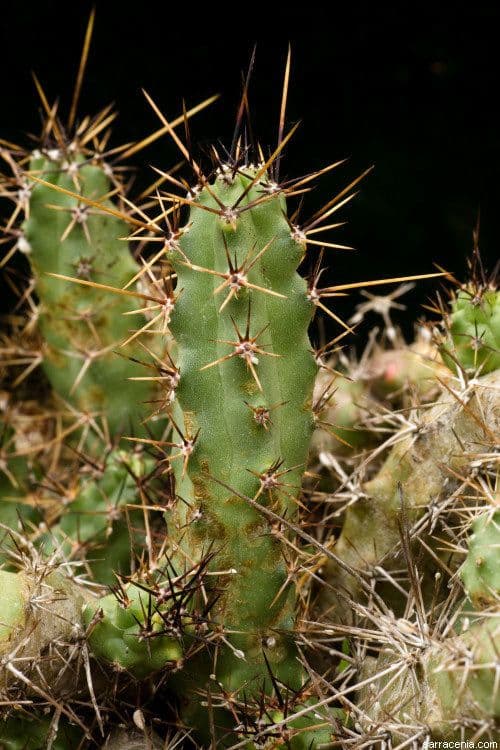 Cactus a cinque lobi 15