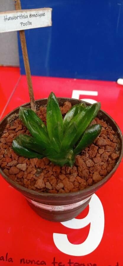 Haworthia di Emelyae 3