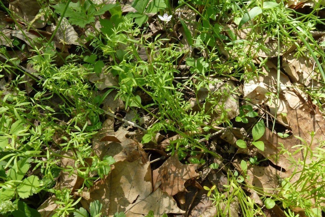 Floerkea proserpinacoides 8
