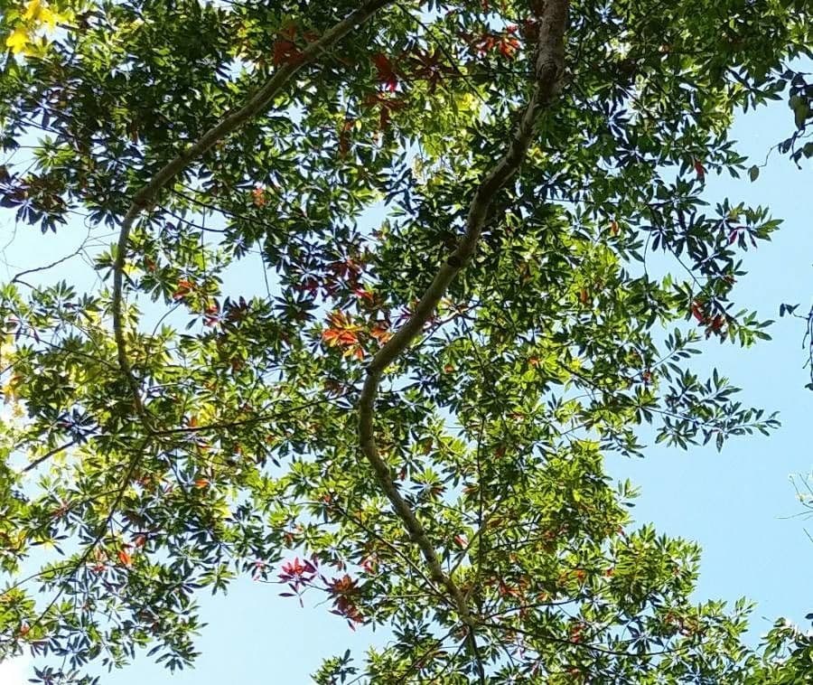 Elaeocarpus wąskolistny 15