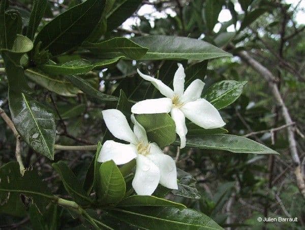 Gardenia 6