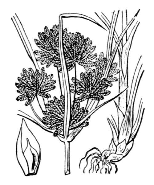Zigolo del Panico 26