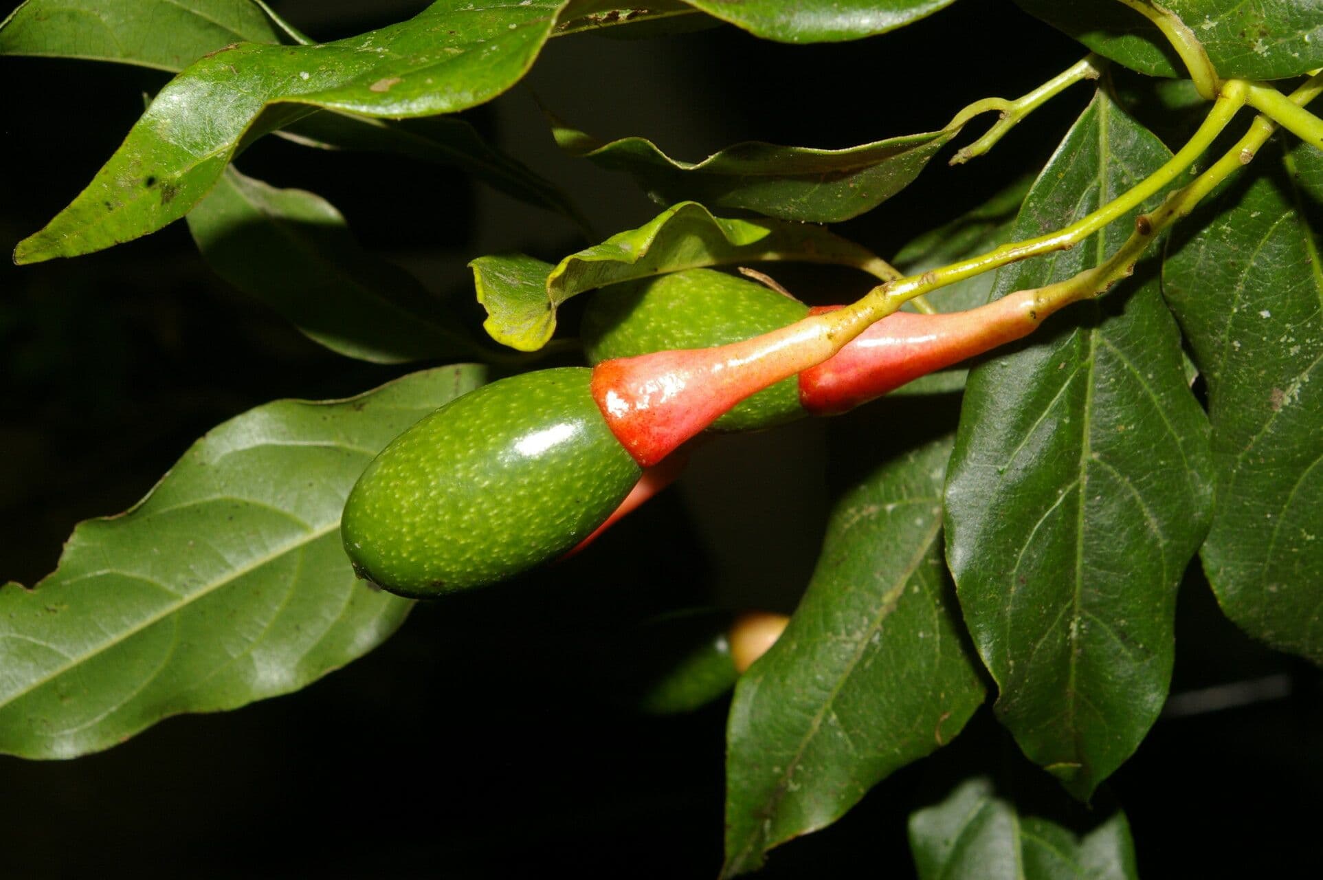 Ocotea tenera 5