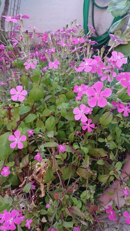 Saponaria rossa 20
