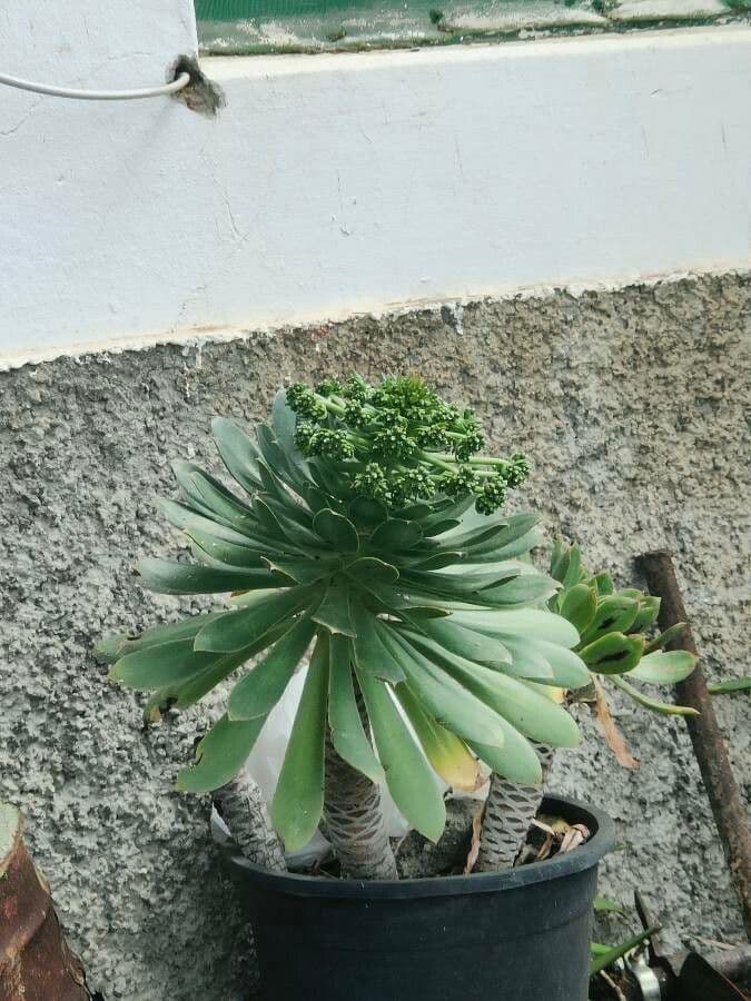 Aeonium 14