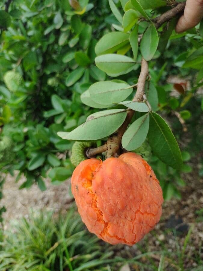 Annona