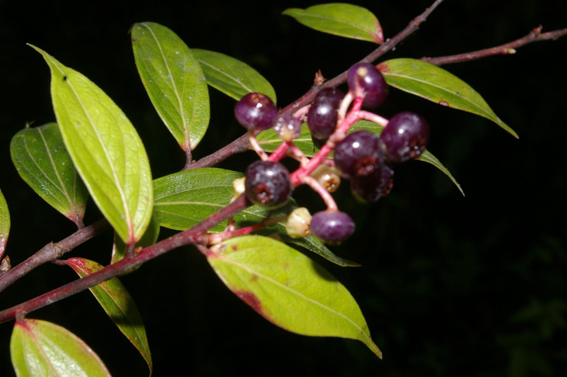 Cavendishia