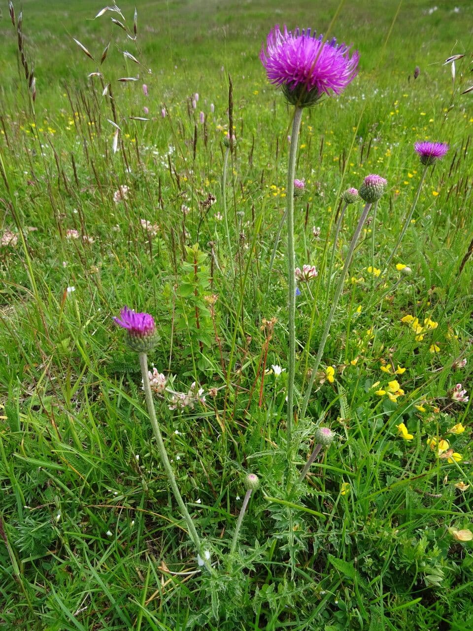 Knollen-Distel 22