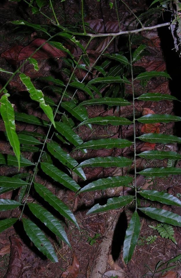 Vouarana 2