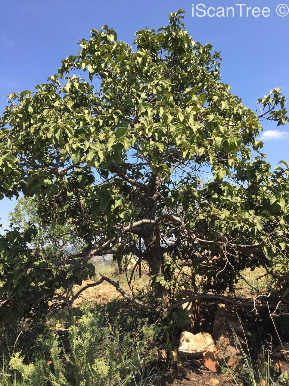 Gardenia del Capo 11