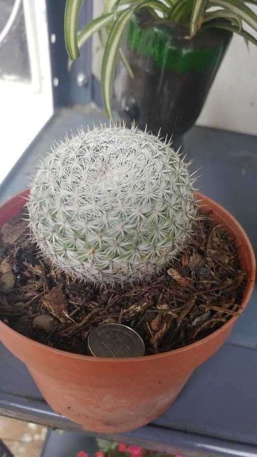 Kakteus lasiacantha 5