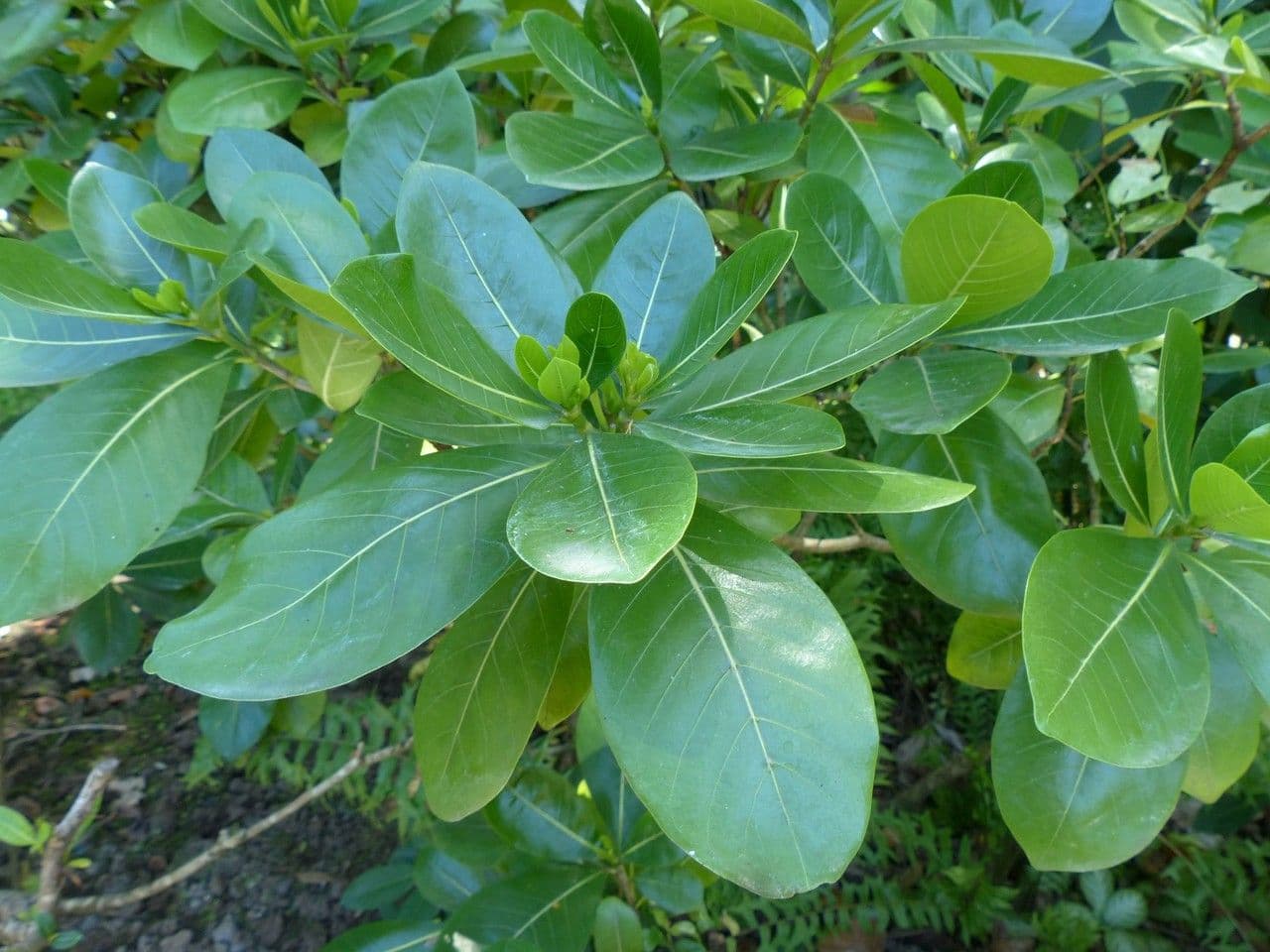 Gardenia tahitańska 22