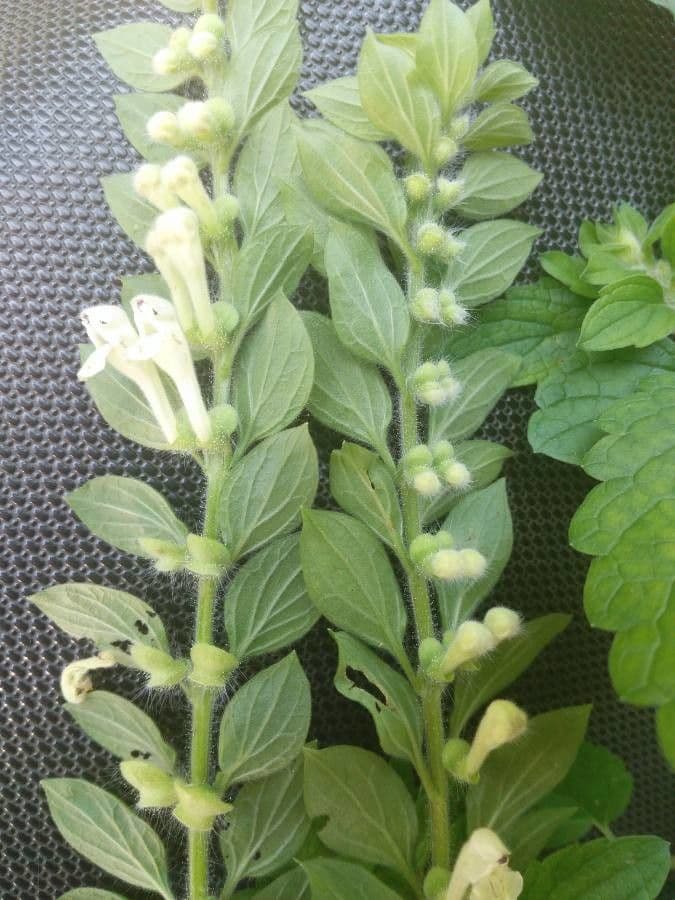 Scutellaria 5