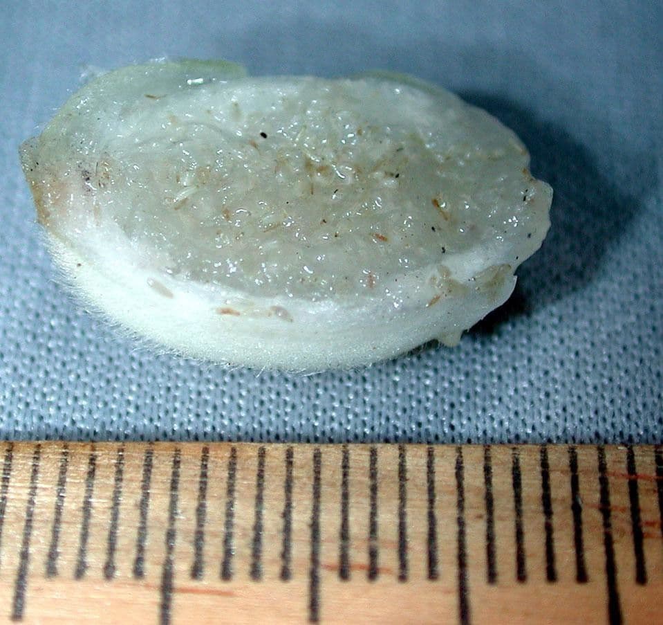 Columnea nicaraguense 19