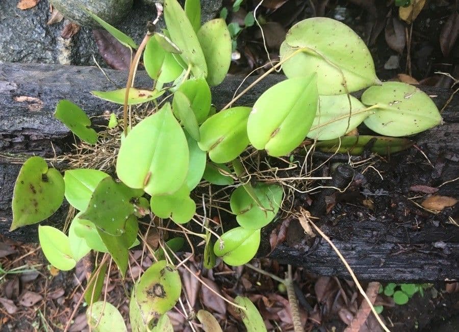 Pleurothallis 11