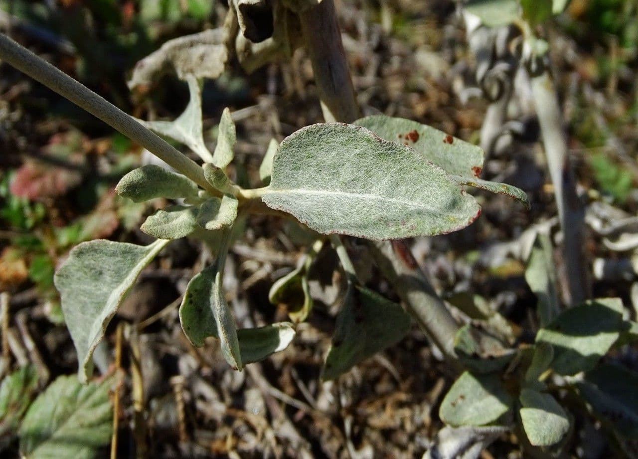 Eriogonum elongatum 12