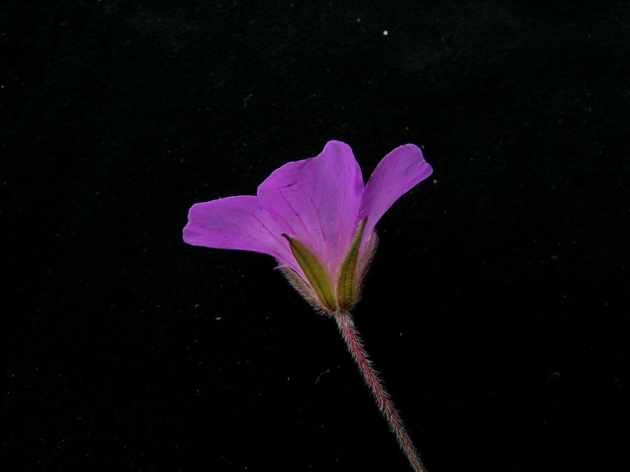 Geránium 6