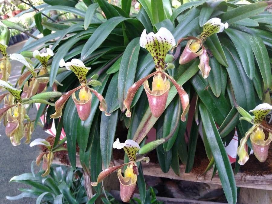 Paphiopedilum splendido 2
