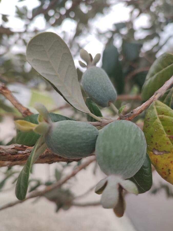 Feijoa 2