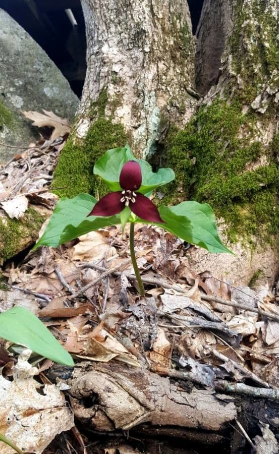 Trillium eretto 10