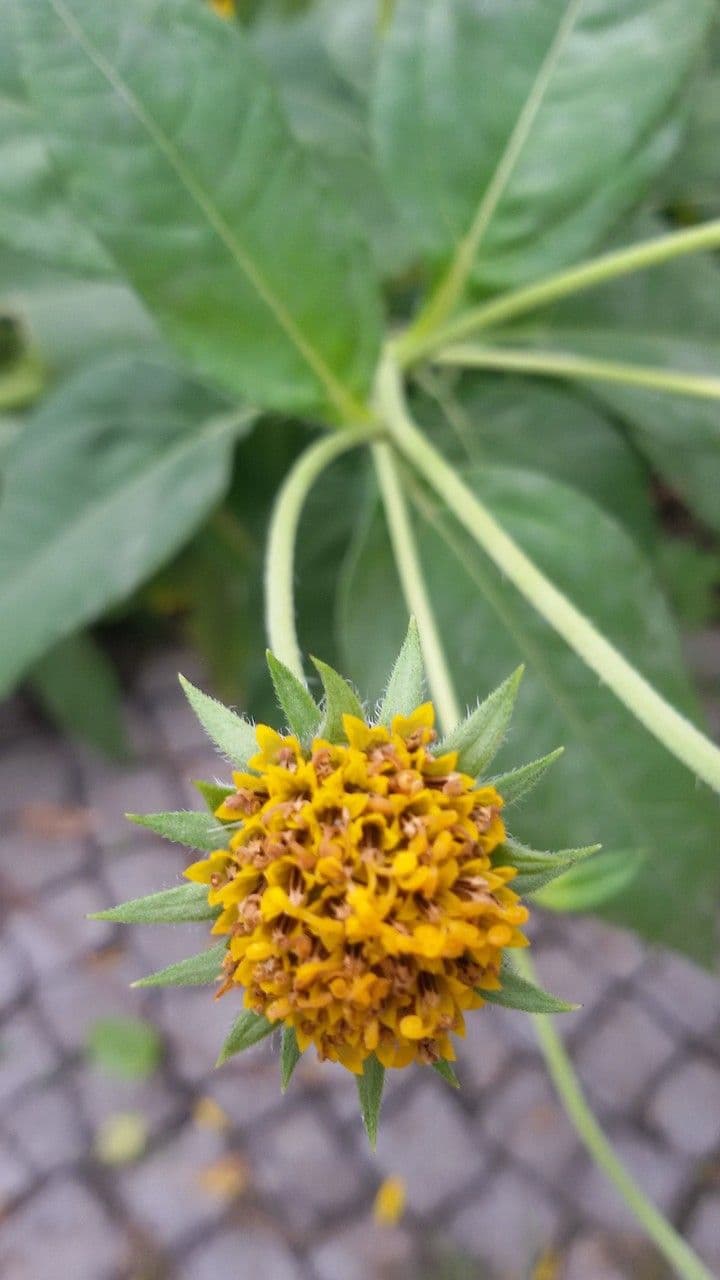 Topinambur
