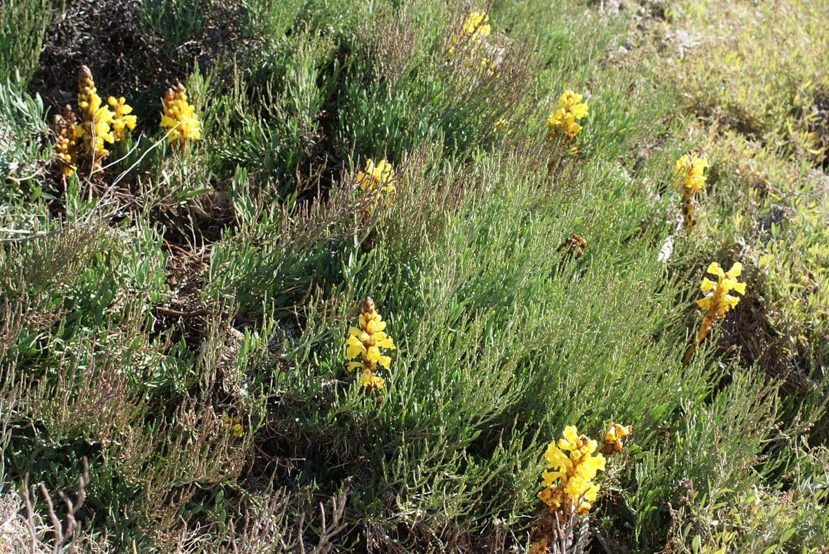 Cistanche 13