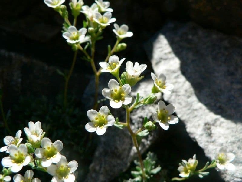 Verschlungene Steinbrech 3