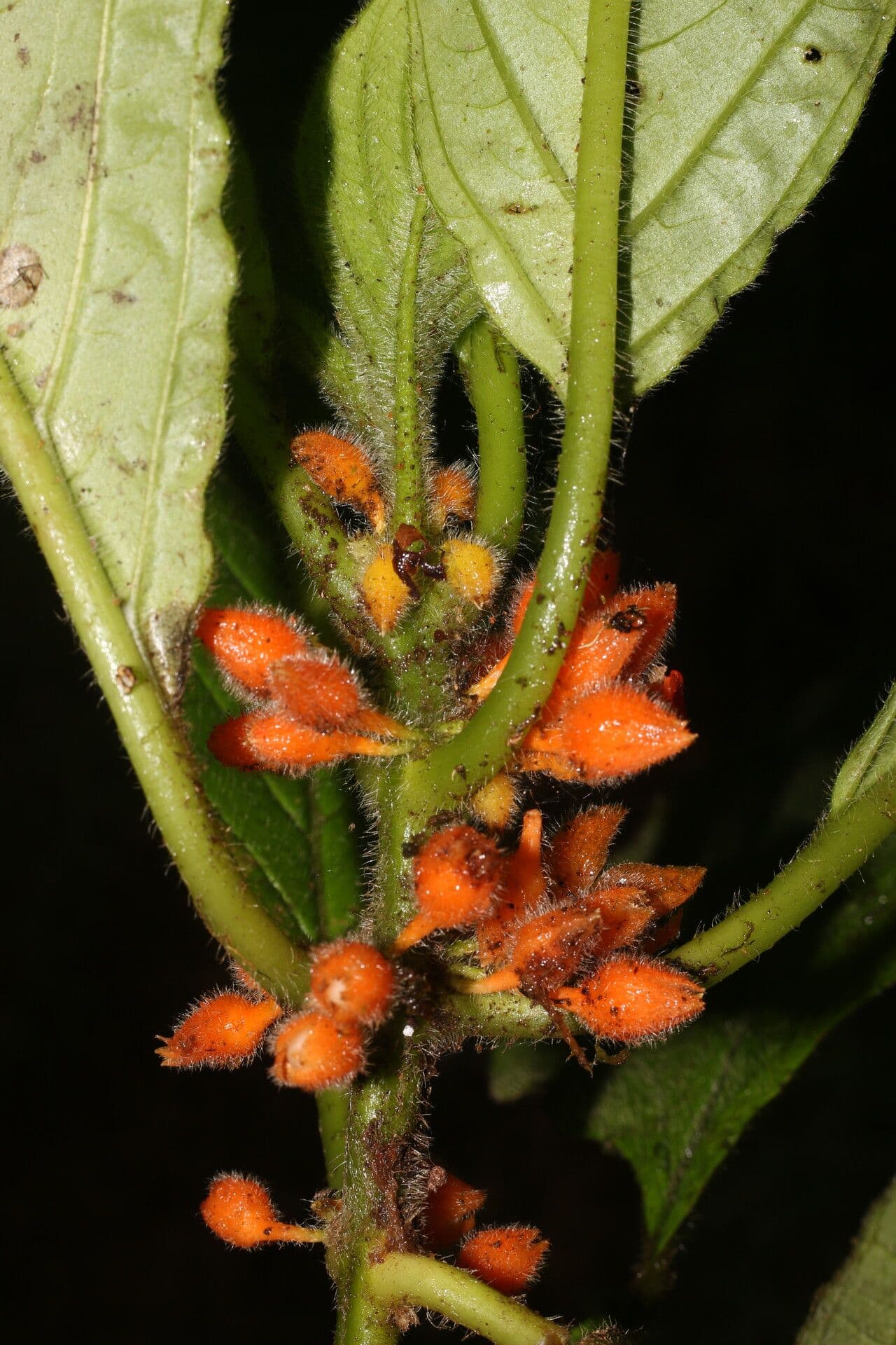 Besleria 3
