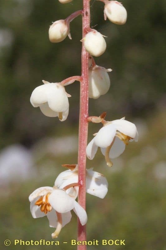 Round-leaf wintergreen