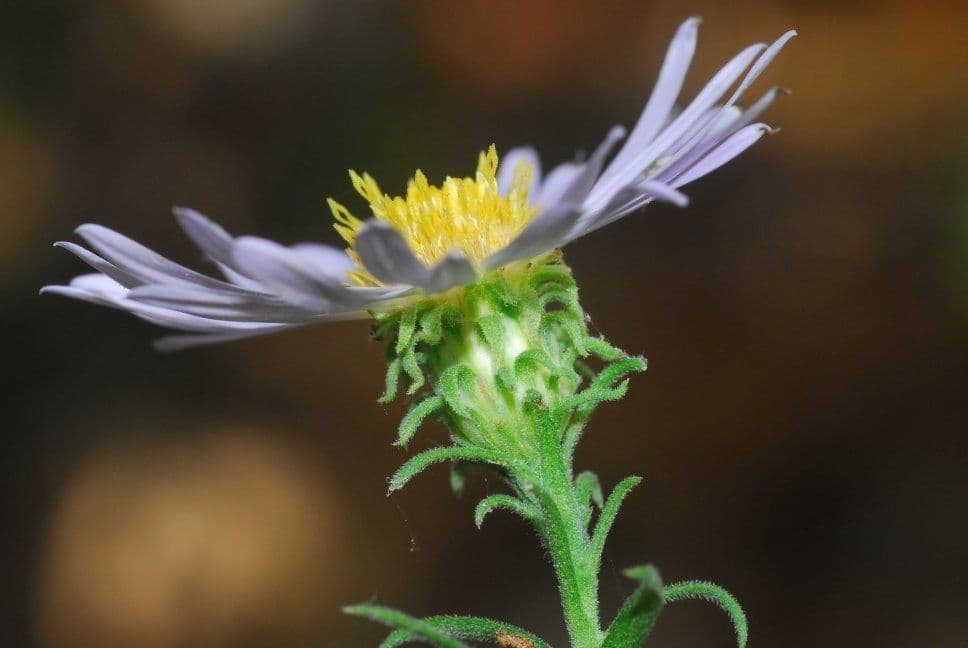 Symphyotrichum 3