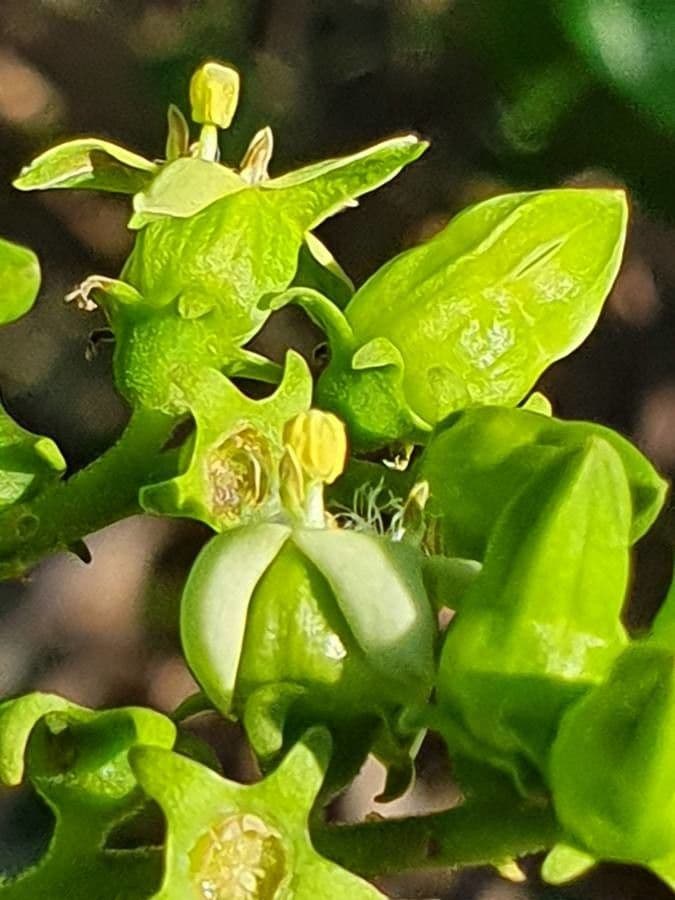 Vangueria madagascariensis 27