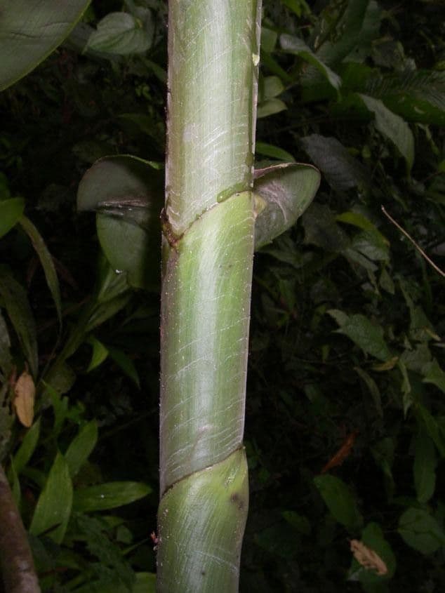 Costus liscio 15