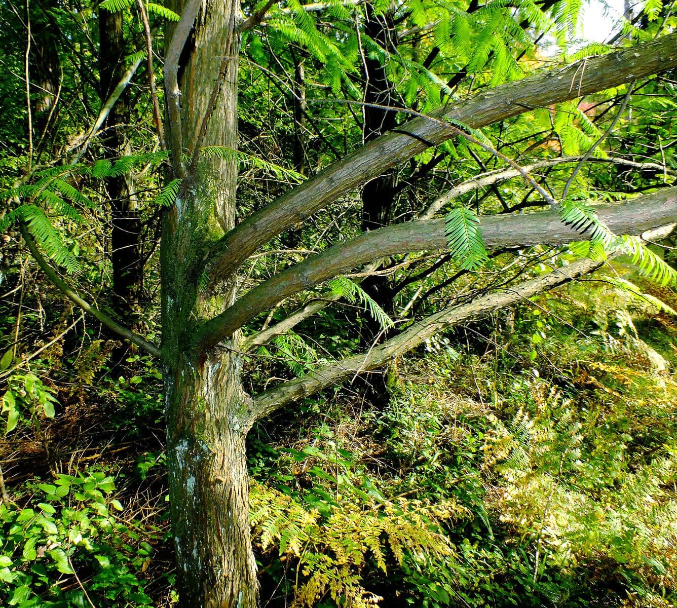 Sequoia della aurora 23