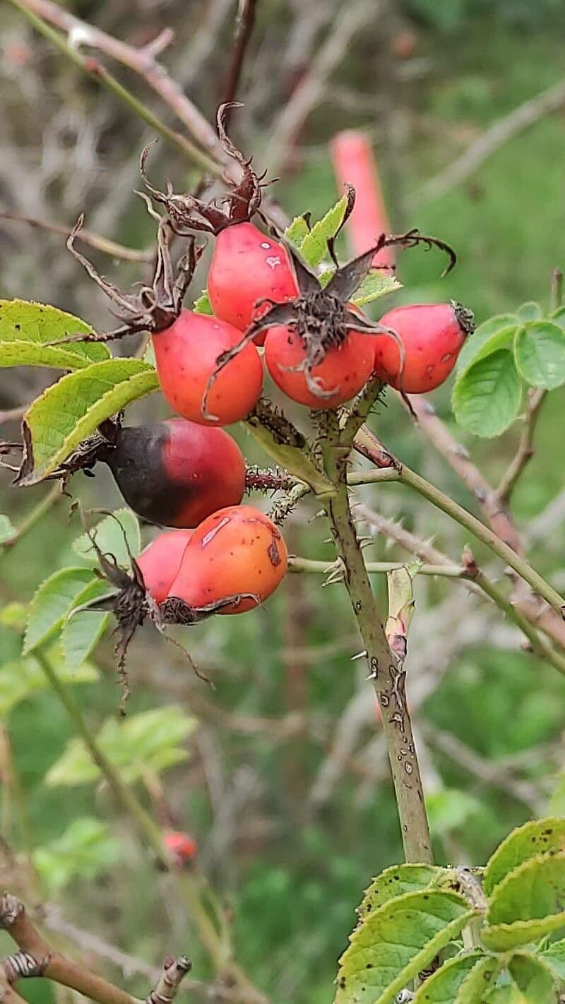 Rosa