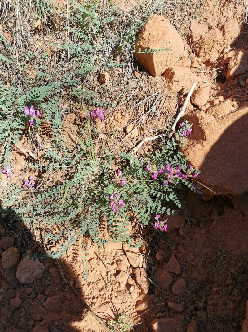 Astragalo del Missouri 3