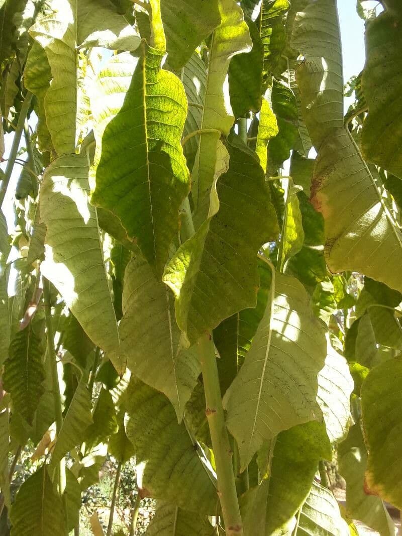 Annona purpurea 13