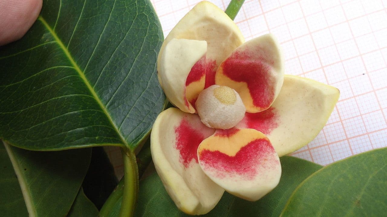 Korkbaum 9