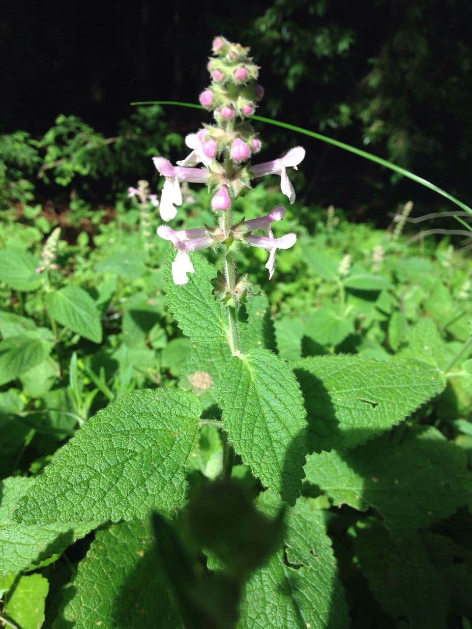 Stachys bullata 7