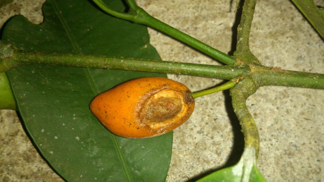 Garcinia 3
